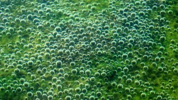 green slime nyc manhole