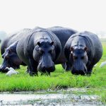 pablo escobar hippos