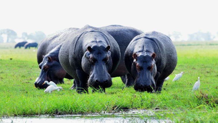 pablo escobar hippos