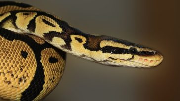 python bites male porn star