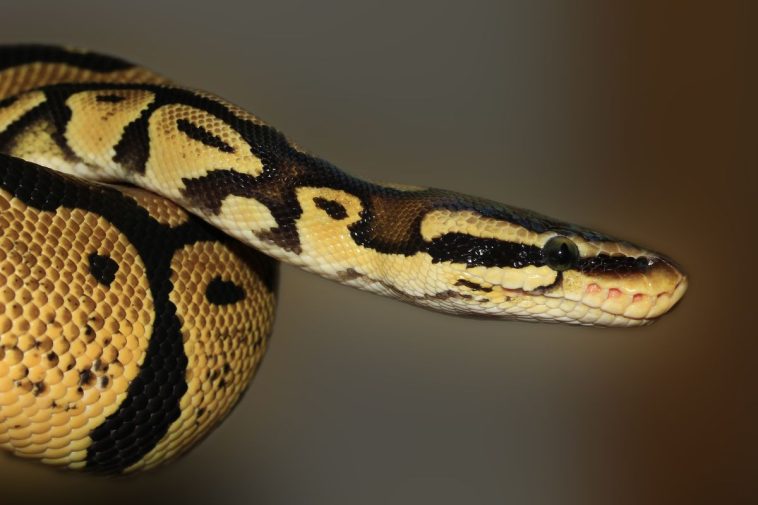 python bites male porn star