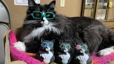 truffles cat glasses