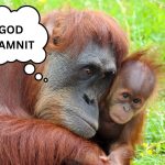 Orangutan PATERNITY TEST
