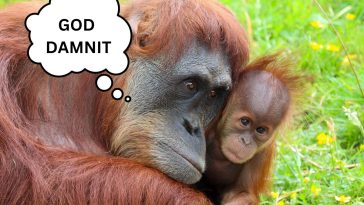Orangutan PATERNITY TEST