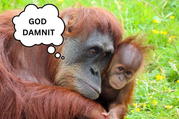Orangutan PATERNITY TEST