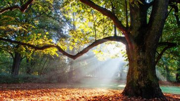 Woman Has Erotic Relationship with Oak Tree