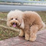 dog pooping