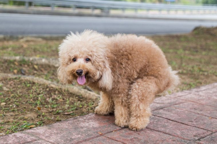 dog pooping