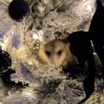 possum christmas tree