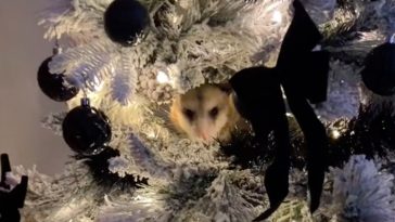 possum christmas tree