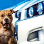 Dogs Destroy Texas Car Dealership