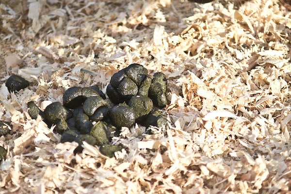 Donkey Poop