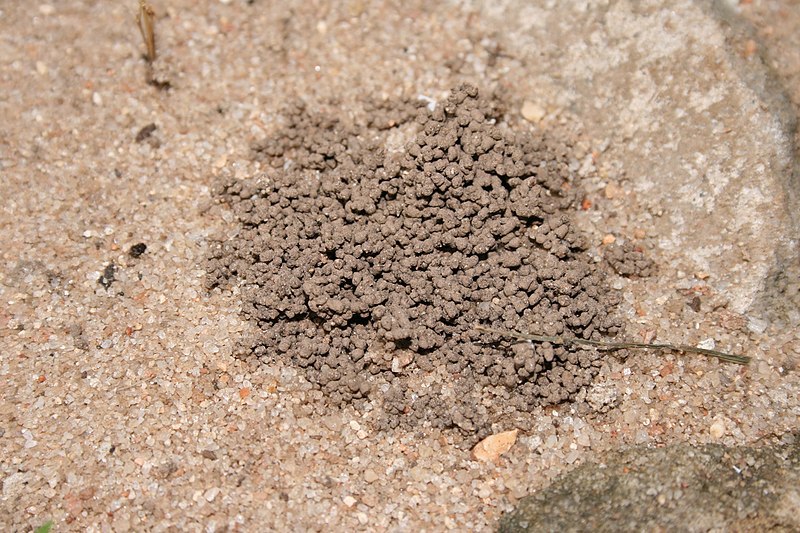 Earthworm feces