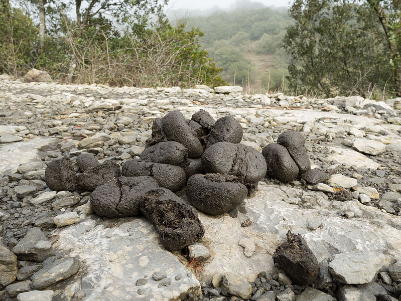 Horse feces
