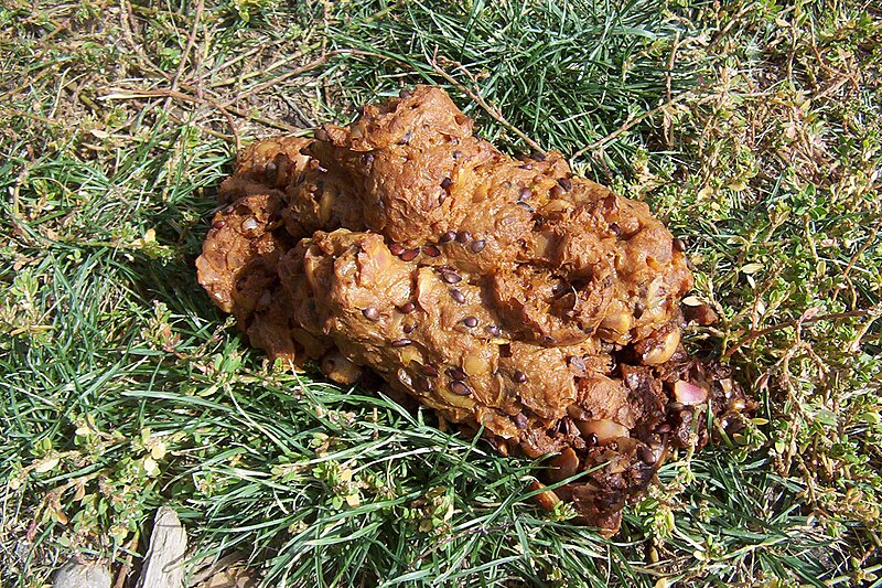 bear poop