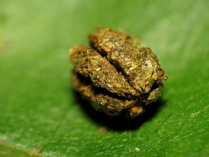 caterpillar poop