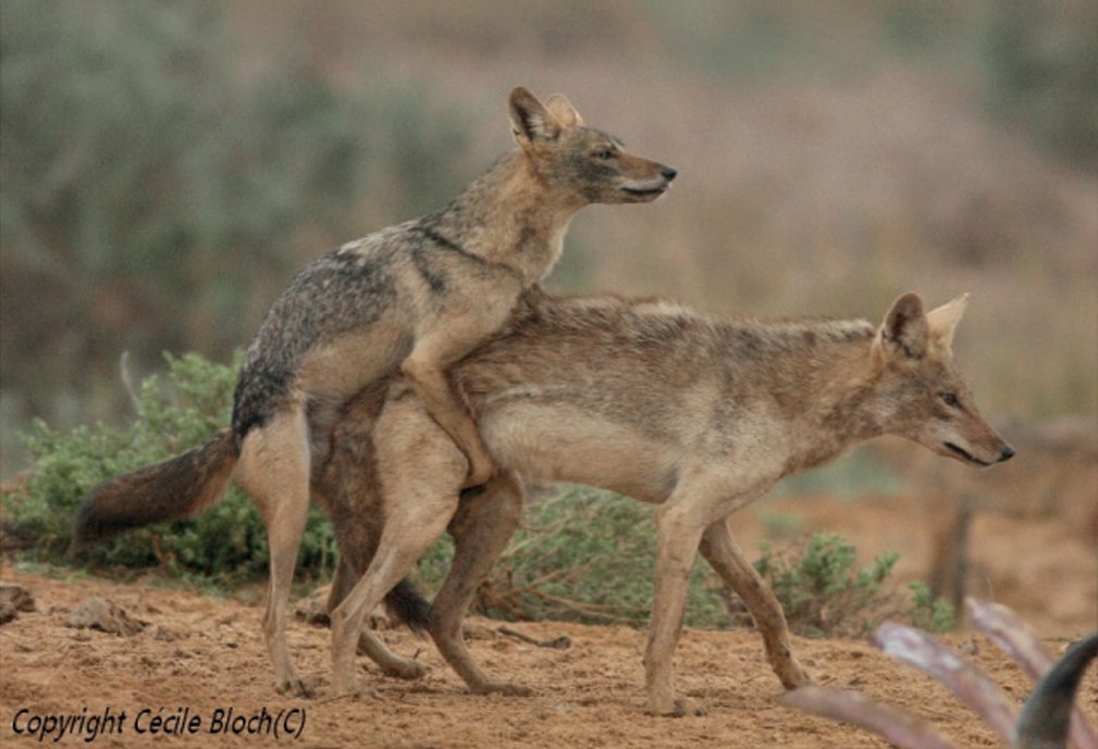gay wolves