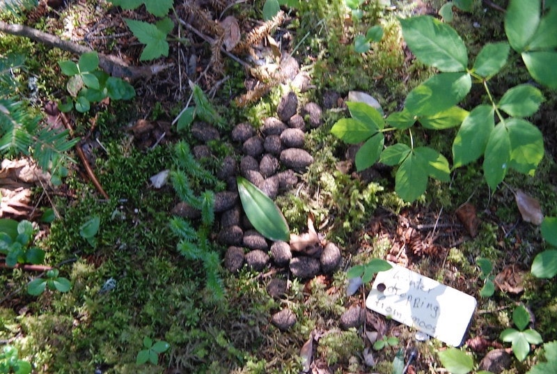 moose poop