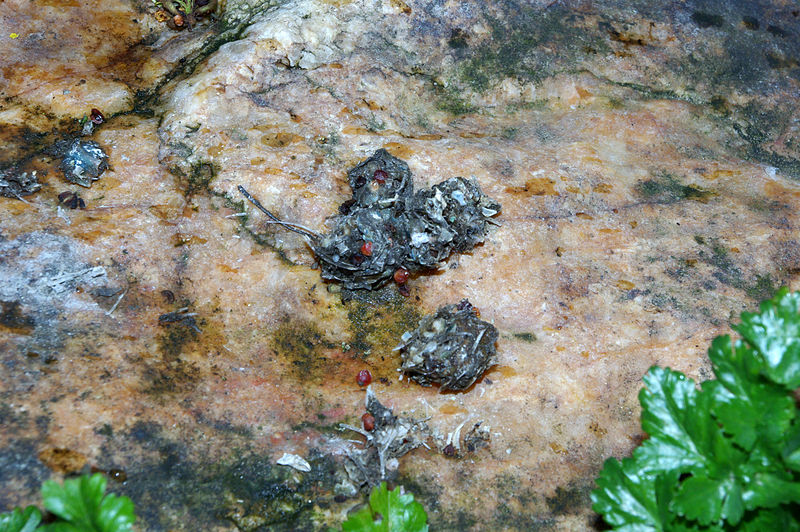 otter poop