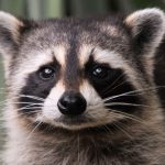 raccoon
