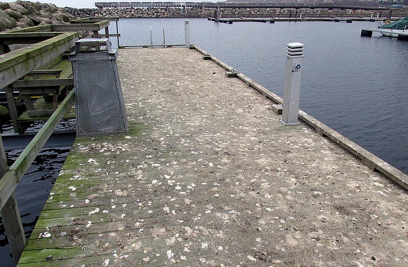 seabird feces