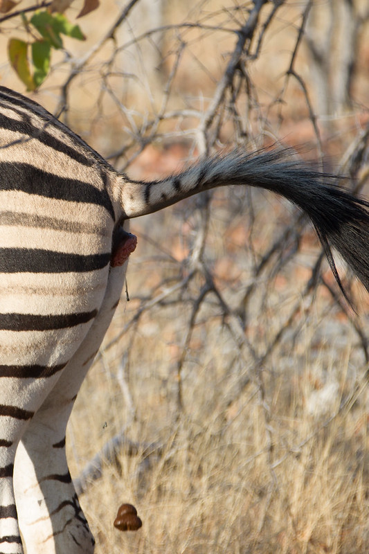zebra poop