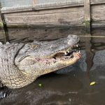 fat gator on diet