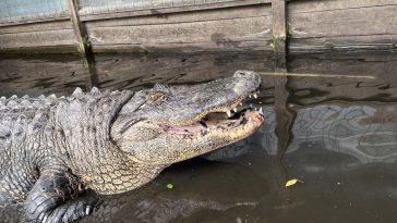 fat gator on diet