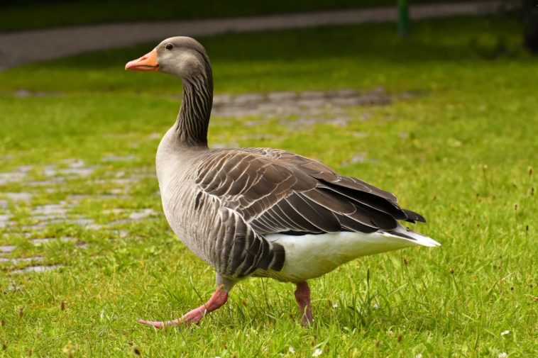 goose organ smuggling