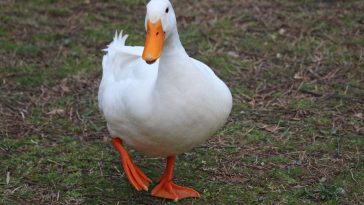 man and service duck banned from buc-ees