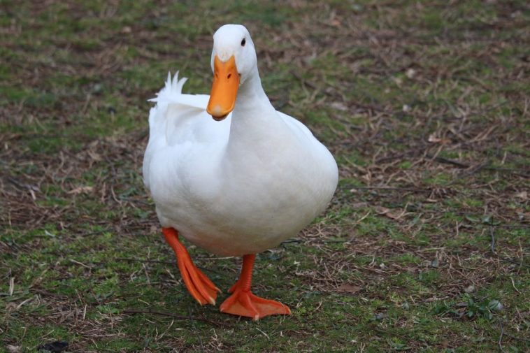 man and service duck banned from buc-ees
