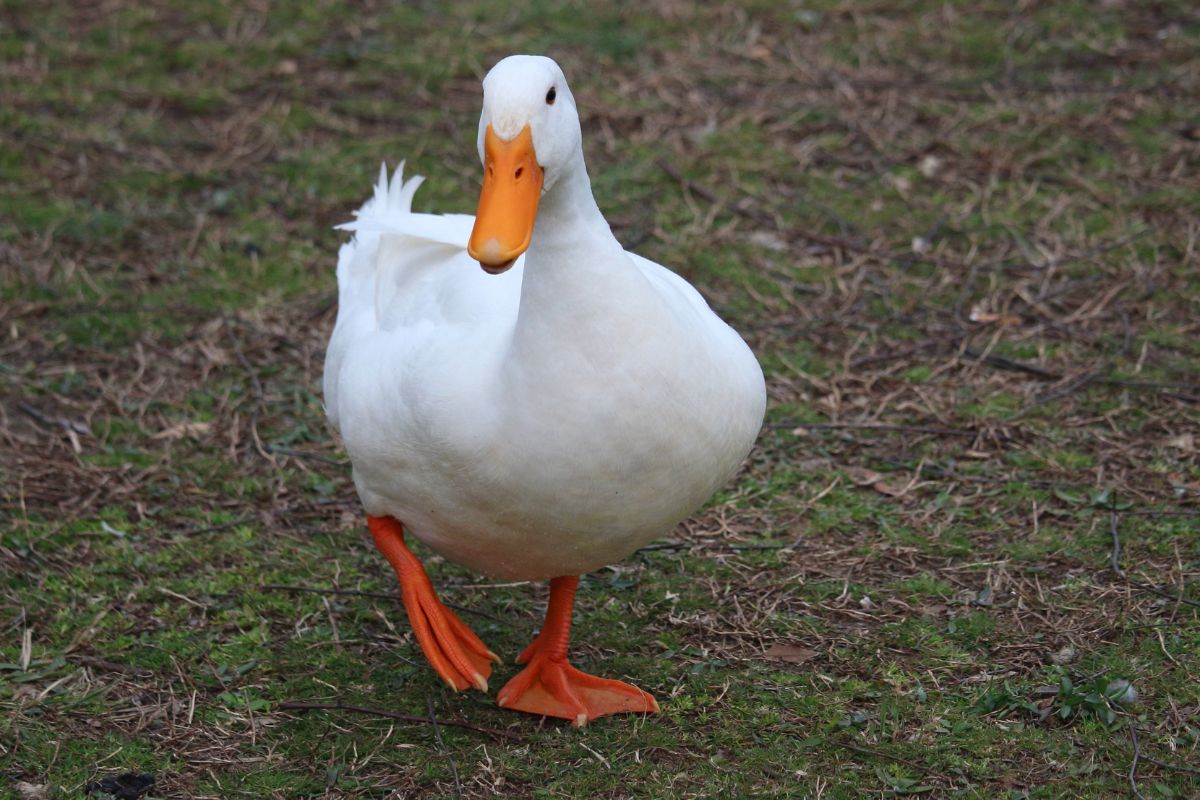 man and service duck banned from buc-ees